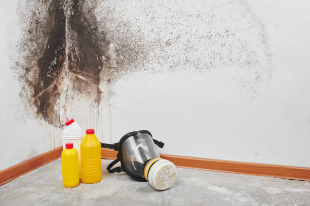 Best Crawl Space Mold Removal  in Plantsville, CT