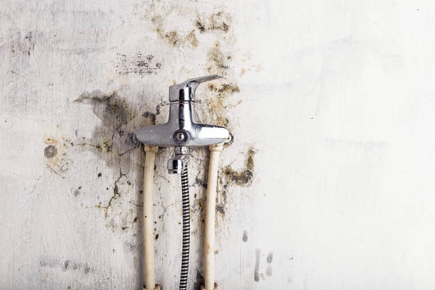 Best Black Mold Removal  in Plantsville, CT