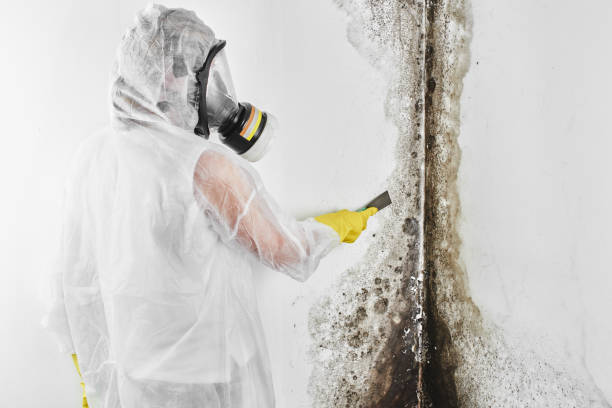 Best Commercial Mold Removal  in Plantsville, CT