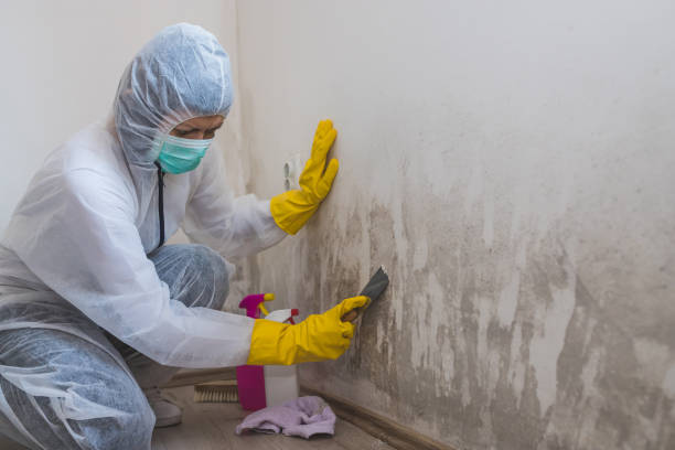 Certified Mold Removal in Plantsville, CT