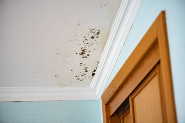 Best Professional Mold Removal  in Plantsville, CT