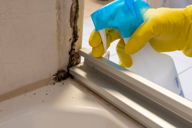 Trusted Plantsville, CT Mold Removal Experts