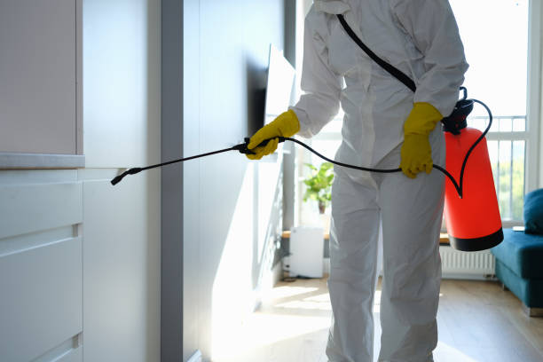 Mold Removal and Inspection in Plantsville, CT