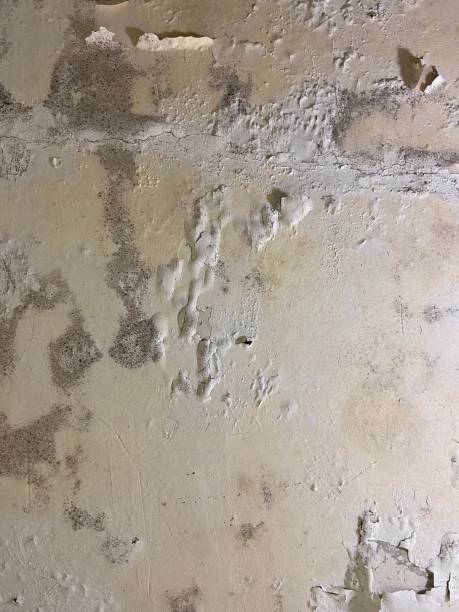 Best Certified Mold Removal  in Plantsville, CT