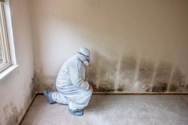 Best Emergency Mold Removal  in Plantsville, CT