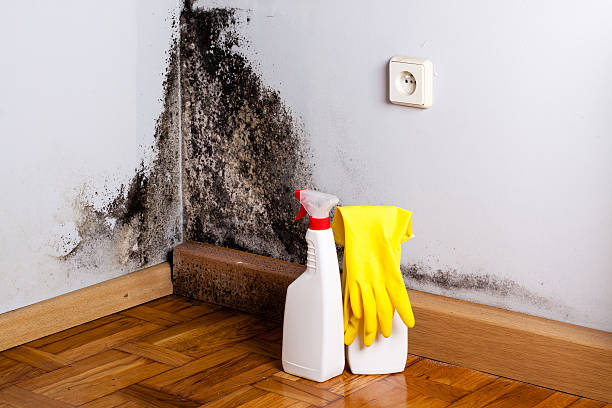 Best Mold Testing  in Plantsville, CT