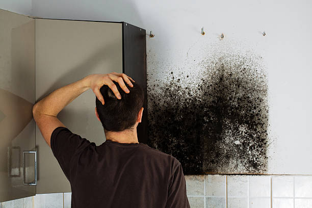 Best Home Mold Removal  in Plantsville, CT