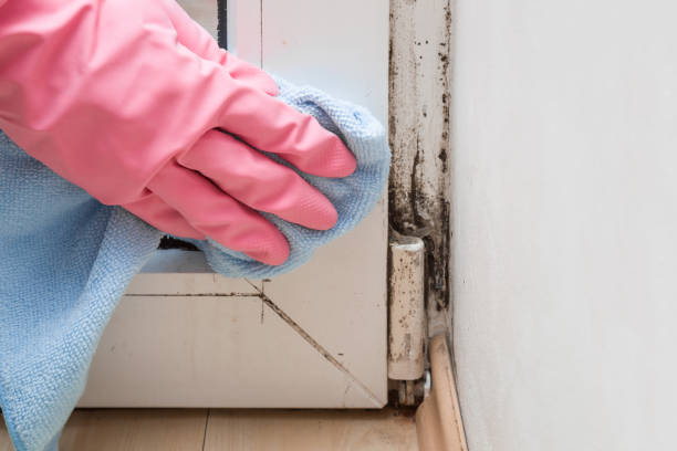 Best Toxic Mold Removal  in Plantsville, CT
