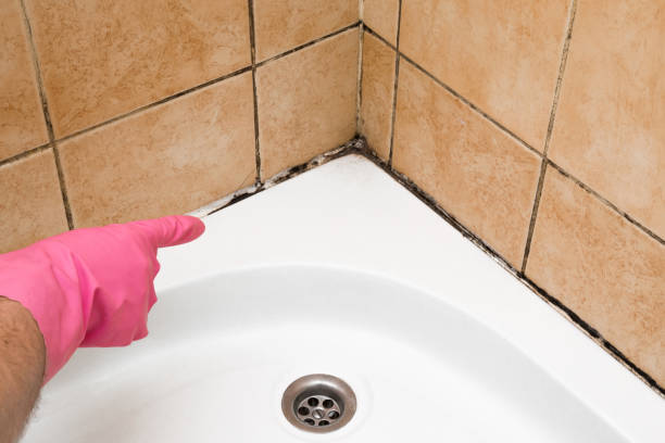 Best Fast Mold Removal  in Plantsville, CT